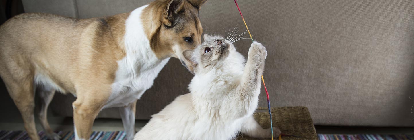 Broken Arrow veterinary hospital