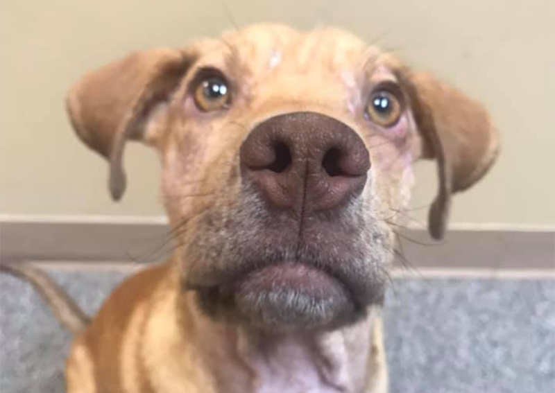 Dog Veterinary Care, Tulsa Broken Arrow
